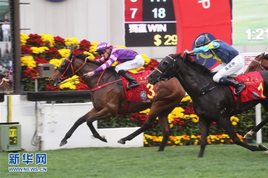 香港内部马料免费资料亮点,香港内部马料免费资料亮点，探索赛马文化的独特魅力